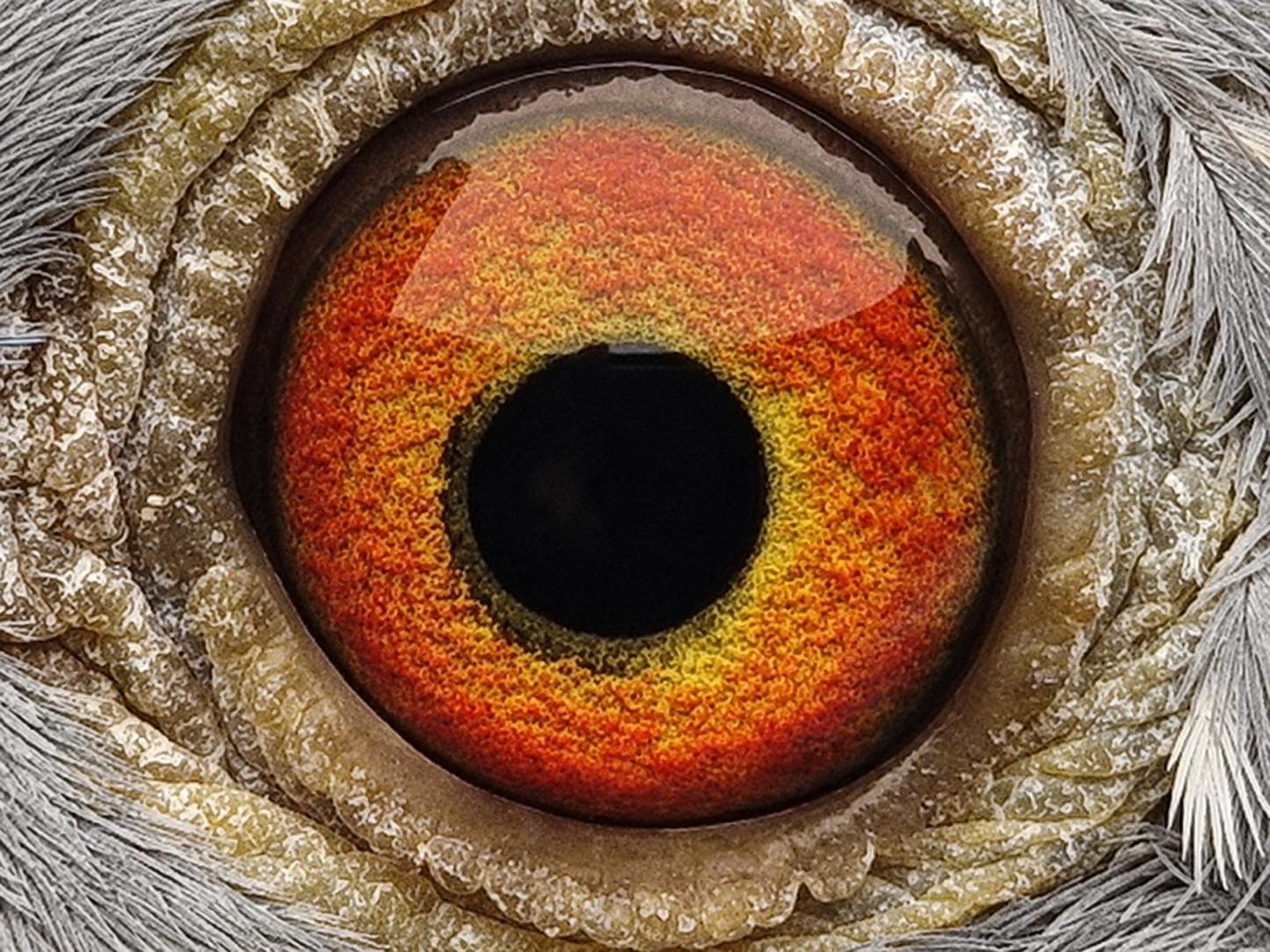 Pigeon eye